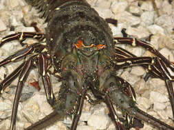 Image of Green Spiny Lobster