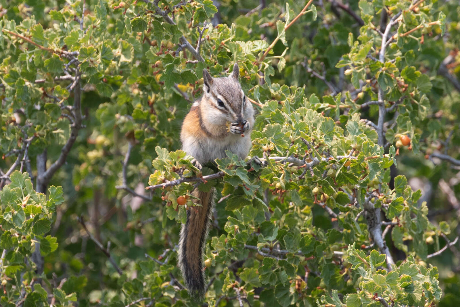 Image of Panamint Chipmunk