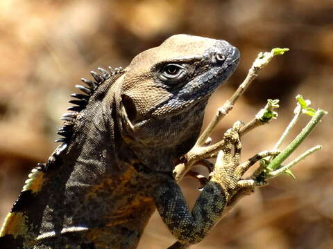 Image de Ctenosaura pectinata (Wiegmann 1834)