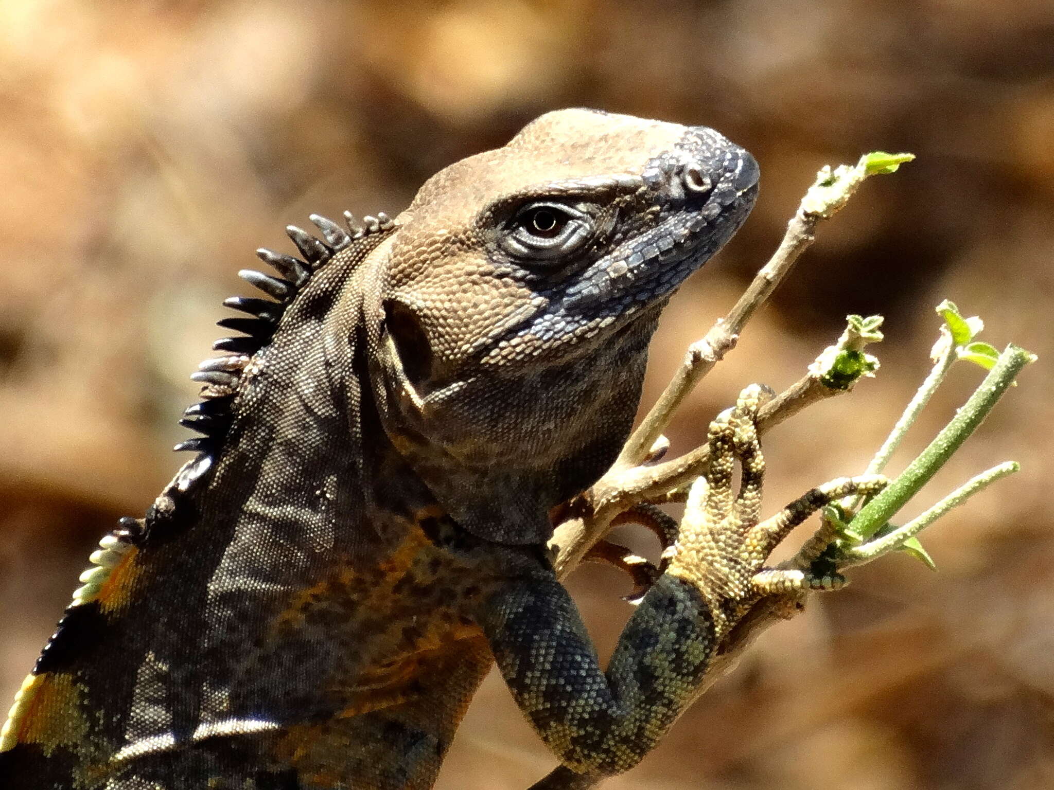 Image of Western Spiny-tailed Iguana