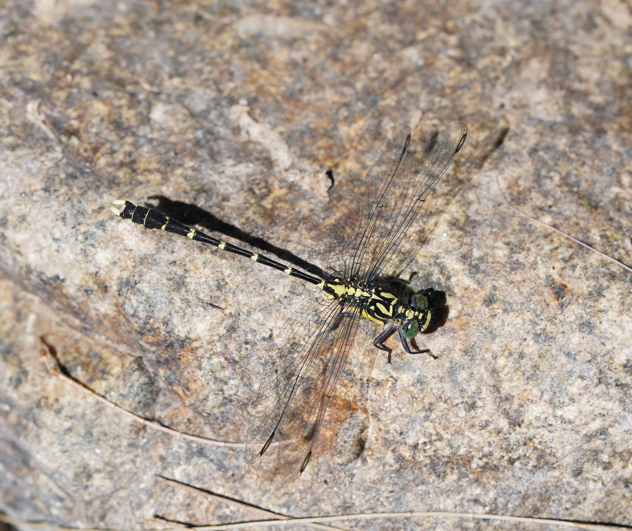 Image of Hemigomphus heteroclytus Selys 1854