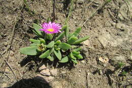 Delosperma carolinense N. E. Br. resmi