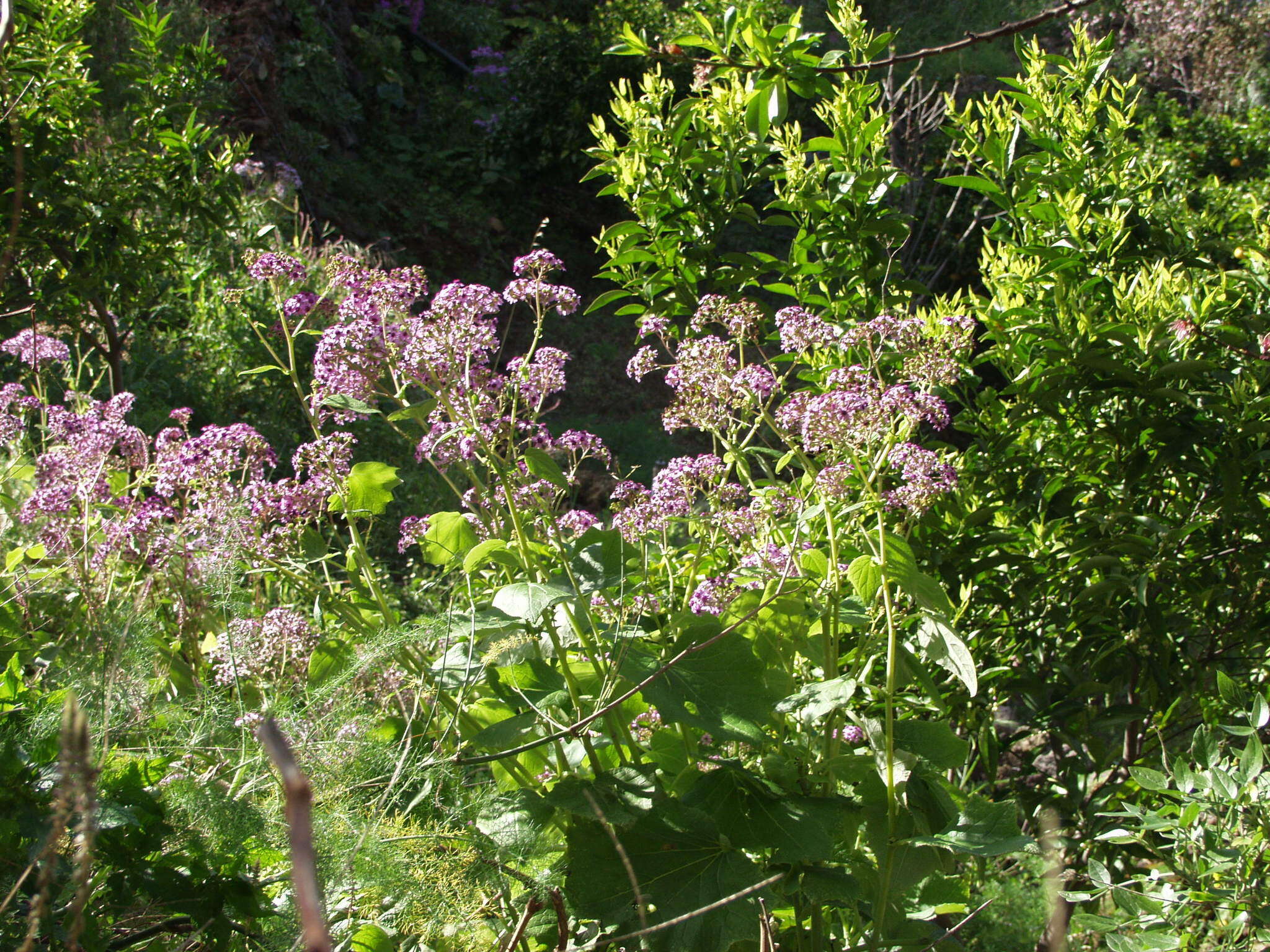 Plancia ëd Pericallis papyracea (DC.) B. Nord.