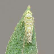 Image of Ligurian Leafhopper