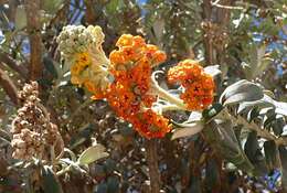 Buddleja coriacea Remy resmi