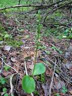 Image of Hooker's orchid