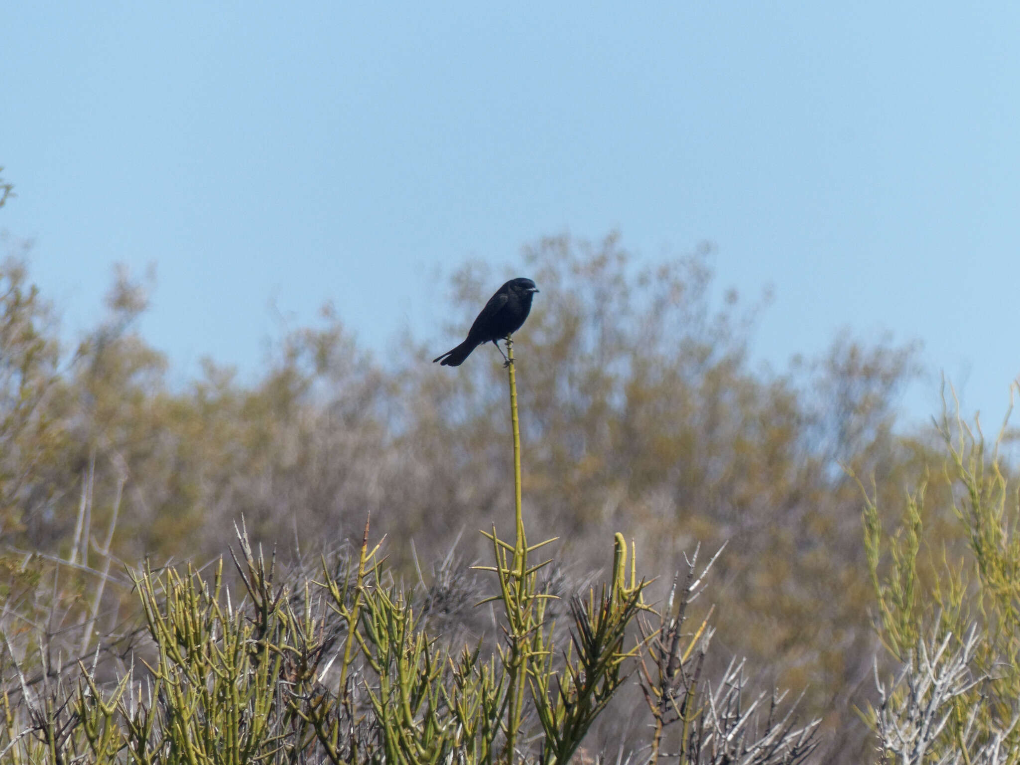 Image of White-winged Black Tyrant