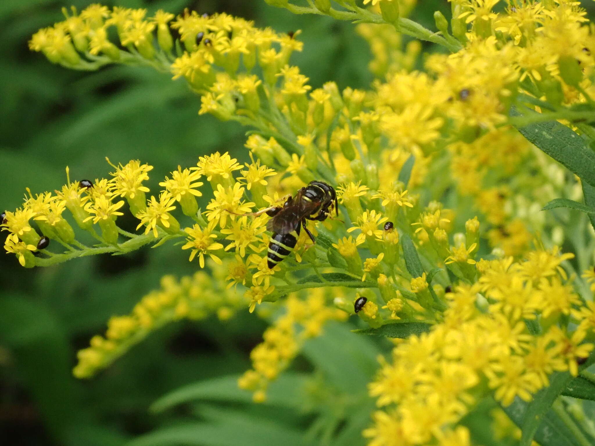 Imagem de Philanthus lepidus Cresson 1865