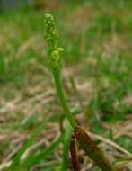 Image of Common onion orchid