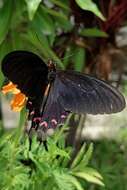 Parides montezuma (Westwood 1842) resmi