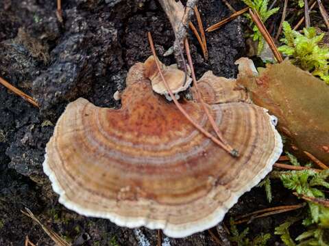 Image of Trametes ochracea (Pers.) Gilb. & Ryvarden 1987