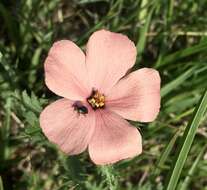 Image of Turnera sidoides L.