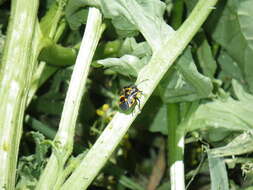 Image of Harlequin Bug