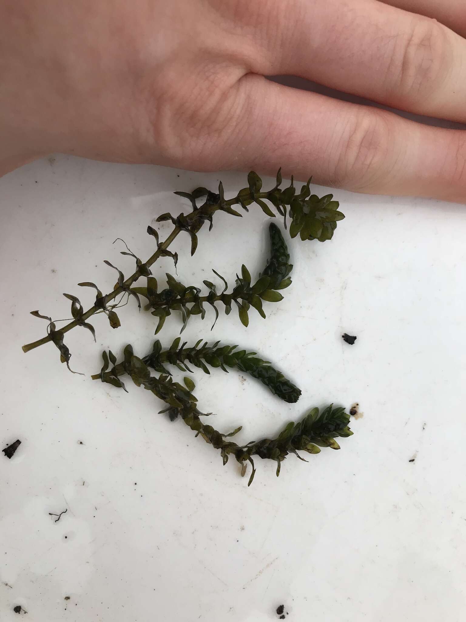 Image of American Pondweed