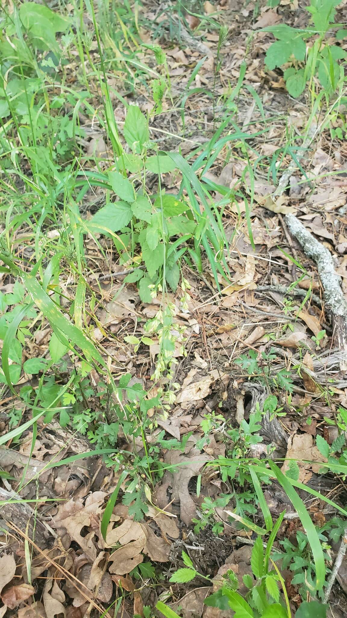 Image of Clustered Fescue