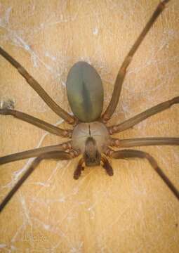 Image of Brown Recluse