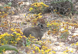 Image of African karoo rats