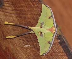 Image of African Luna Moth