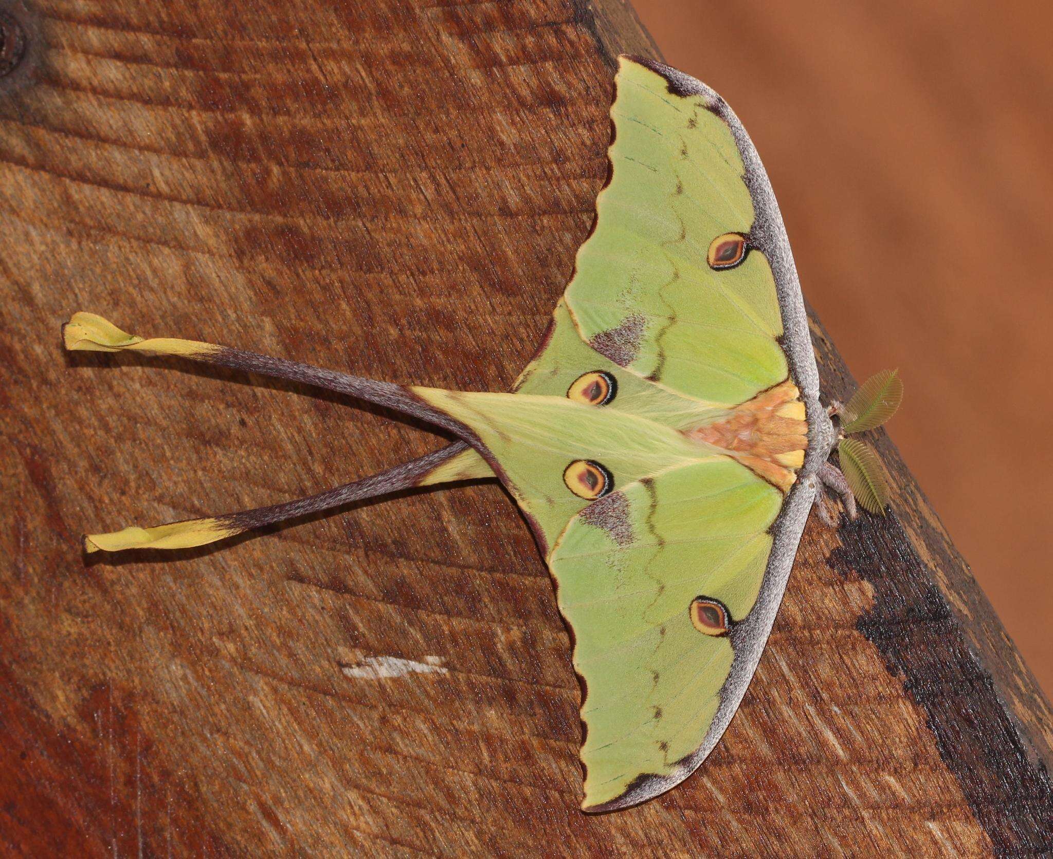 Image of African Luna moth