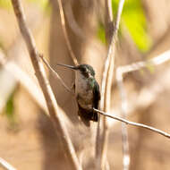 Chlorostilbon mellisugus (Linnaeus 1758) resmi