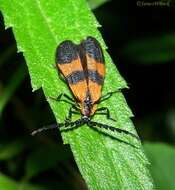 Sivun Calopteron reticulatum (Fabricius 1775) kuva