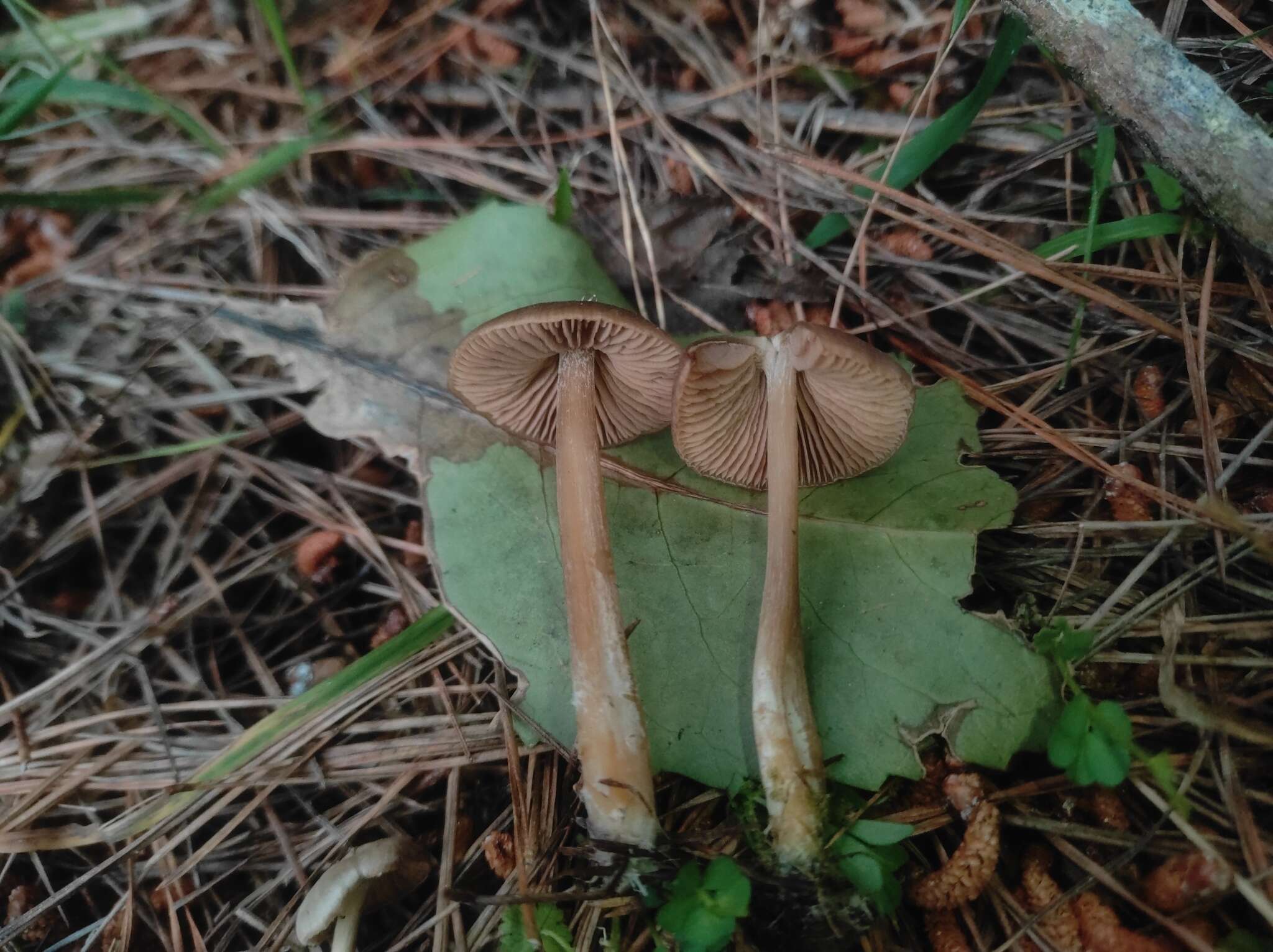 صورة Entoloma cuneatum (Bres.) M. M. Moser 1978