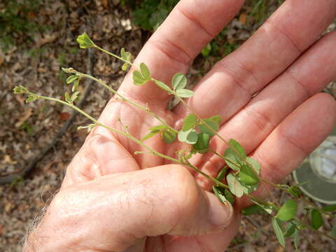 Image de Lespedeza procumbens Michx.