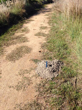 Image of Texas Pocket Gopher