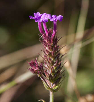 Image of tuberous vervain