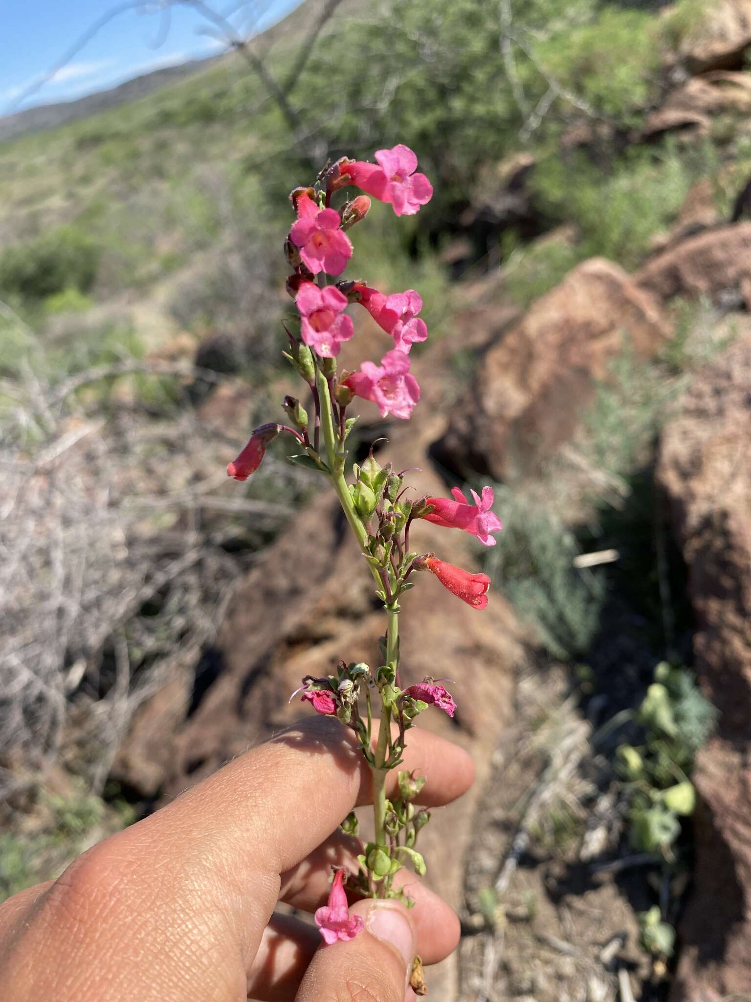 Image of Wright's beardtongue