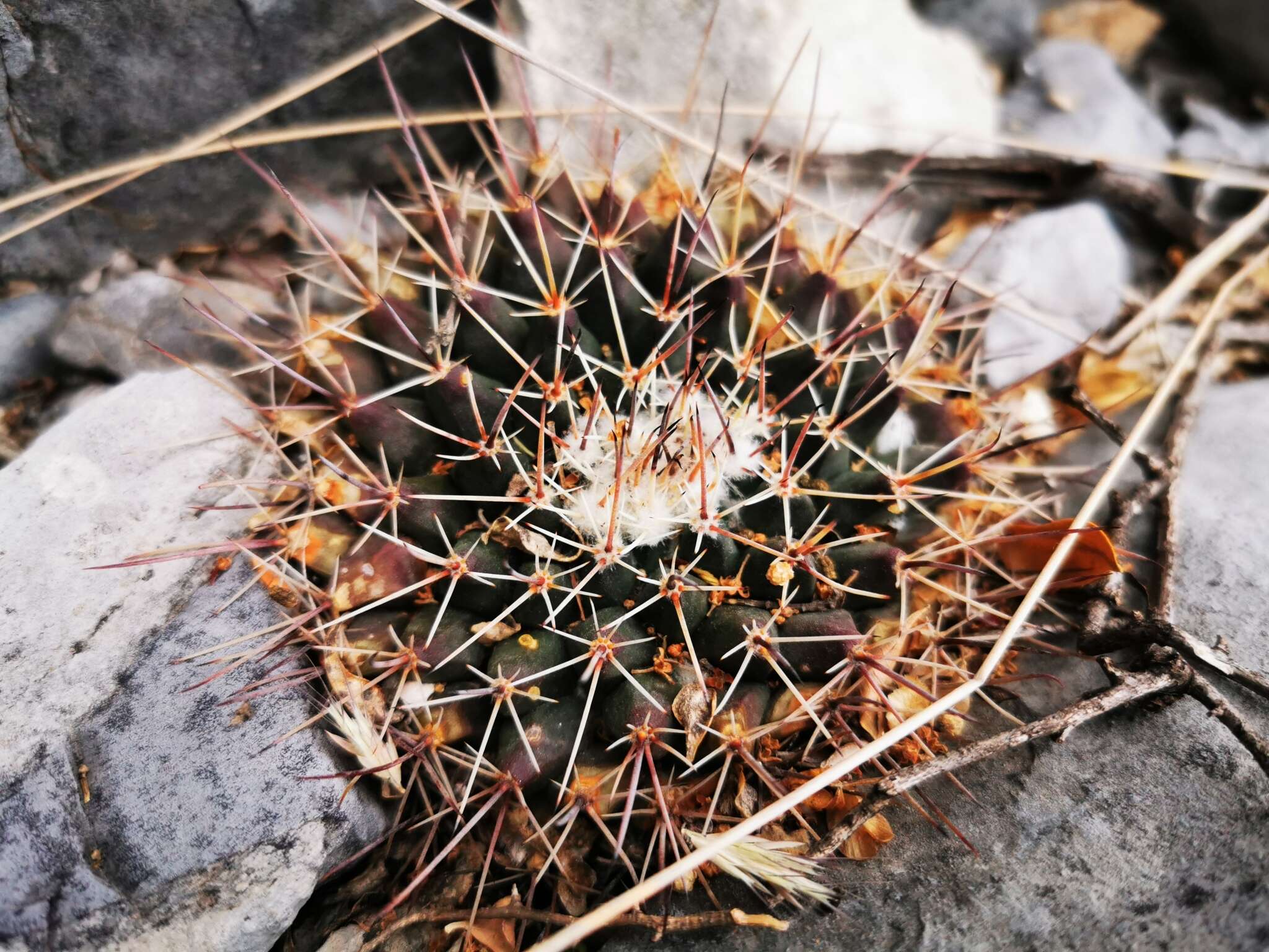 Image of Mammillaria melanocentra subsp. melanocentra