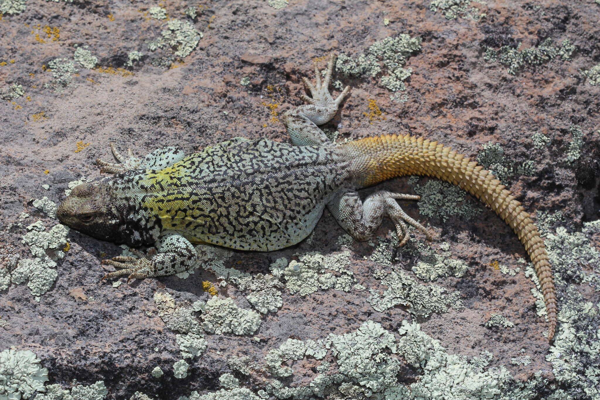 Image of Phymaturus verdugo Cei & Videla 2003