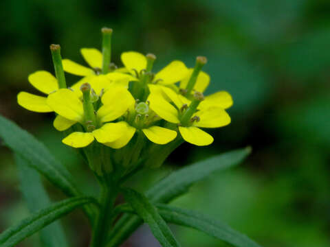 Image of treacle mustard