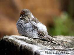 Image of Arctic Redpoll