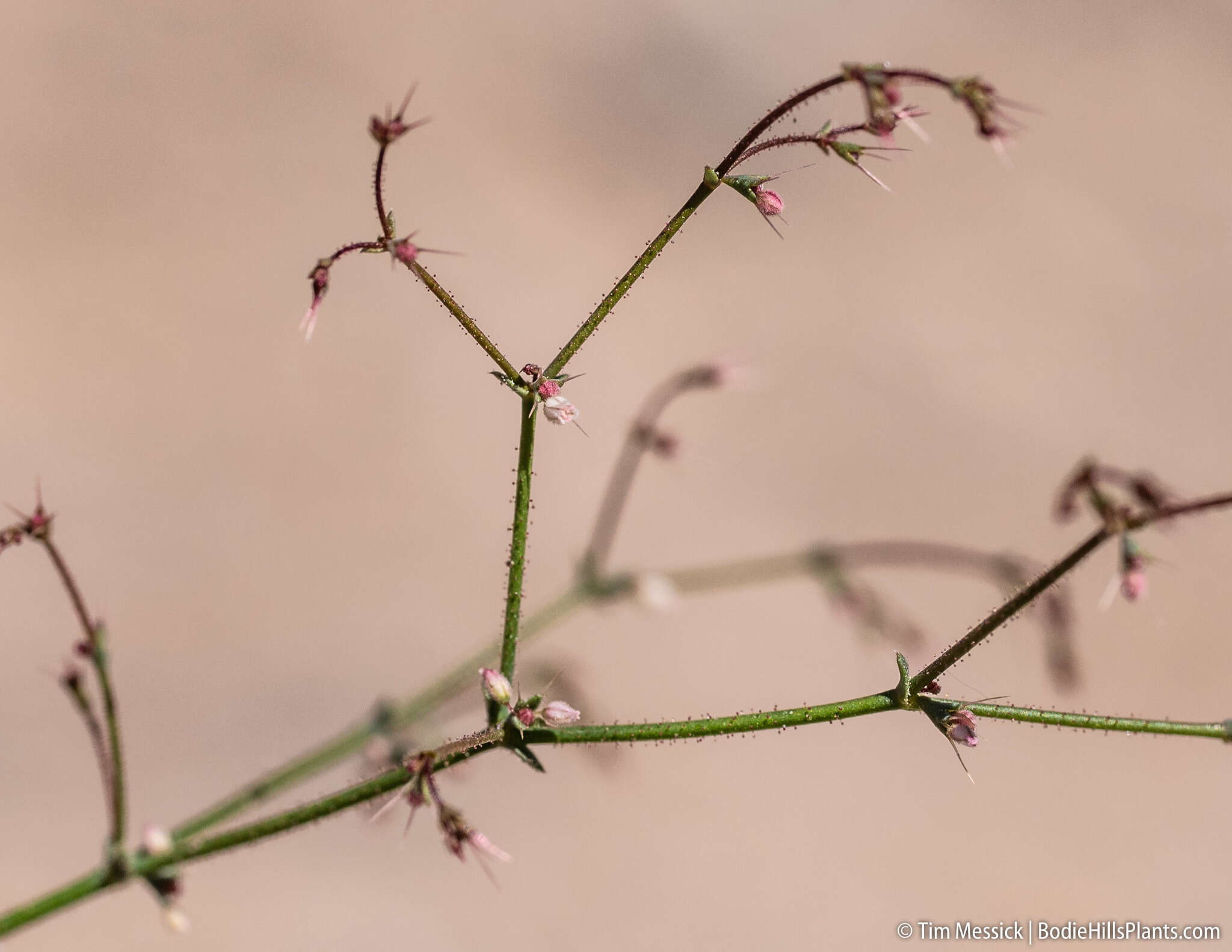 Image of narrowleaf oxytheca