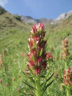 Imagem de Rhodiola semenovii (Regel & Herd.) Boriss.