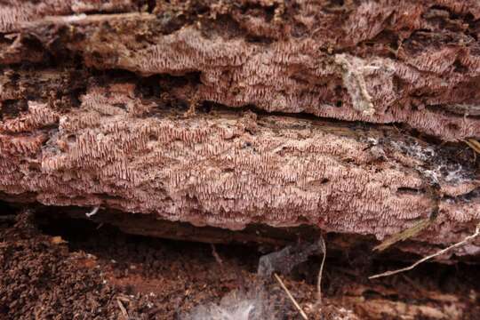 Image of Ceriporia purpurea (Fr.) Donk 1971