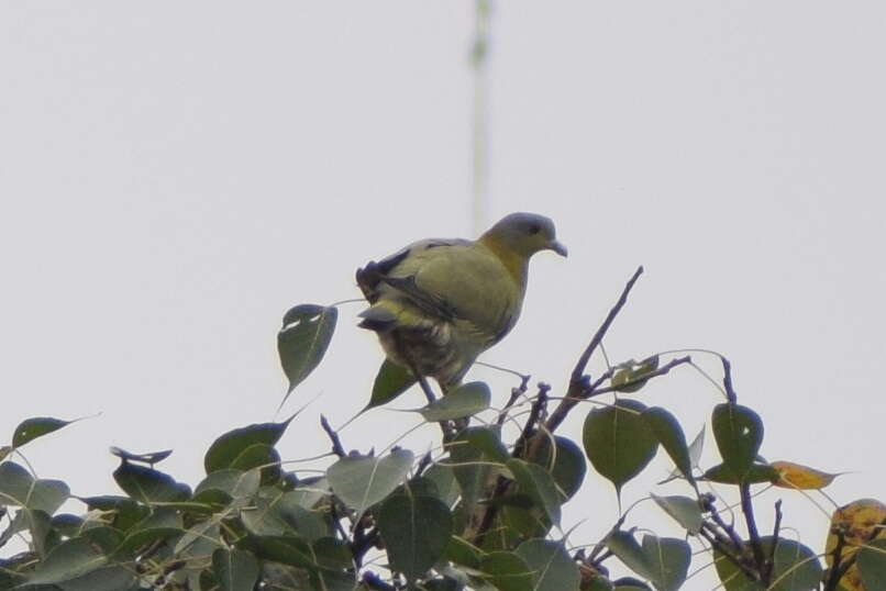 Image of Yellow-footed Green Pigeon