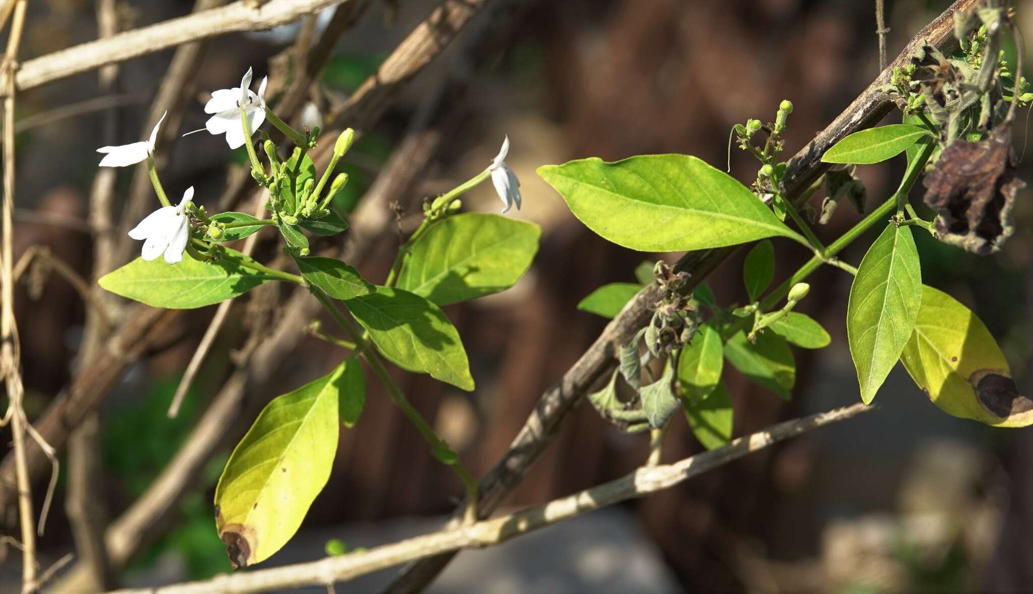 Rhinacanthus nasutus (L.) Kuntze resmi