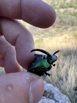 Слика од Phanaeus (Phanaeus) borealis Olsoufieff 1924