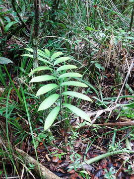 Image of Zamia prasina W. Bull