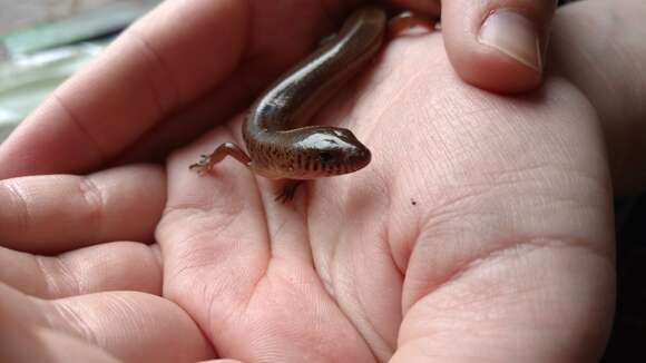 Image of Black-tailed Bar-lipped Skink