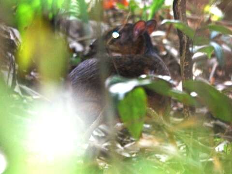 Image of Lesser Mouse-deer