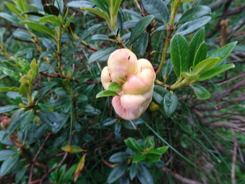 Exobasidium rhododendri (Fuckel) C. E. Cramer 1874 resmi