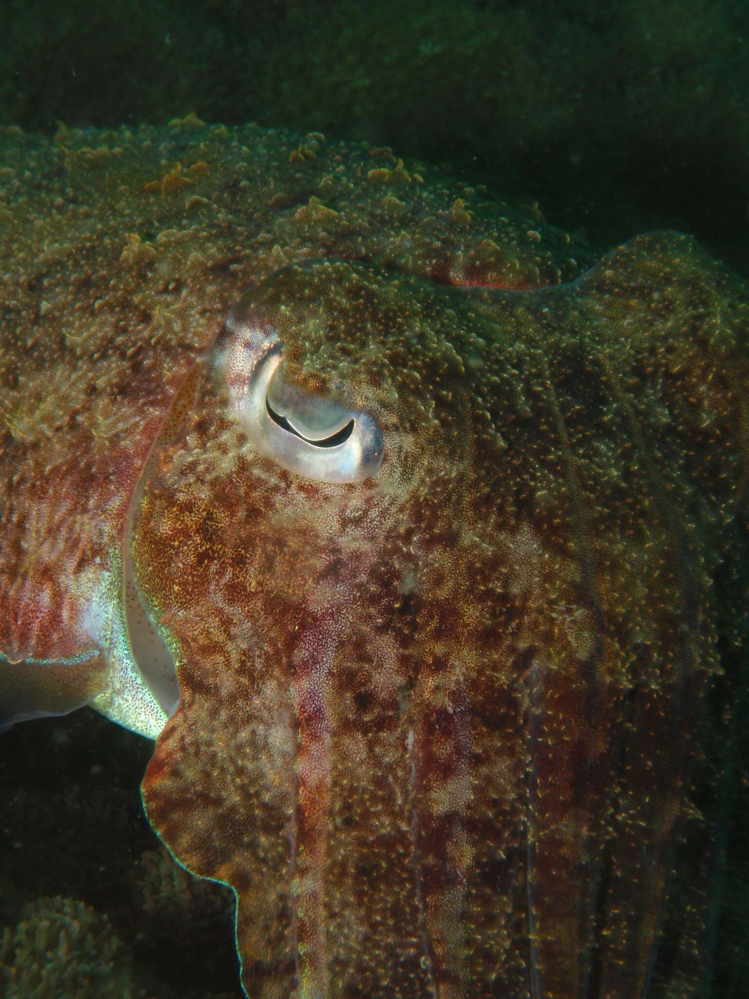 Image of Pharaoh Cuttlefish