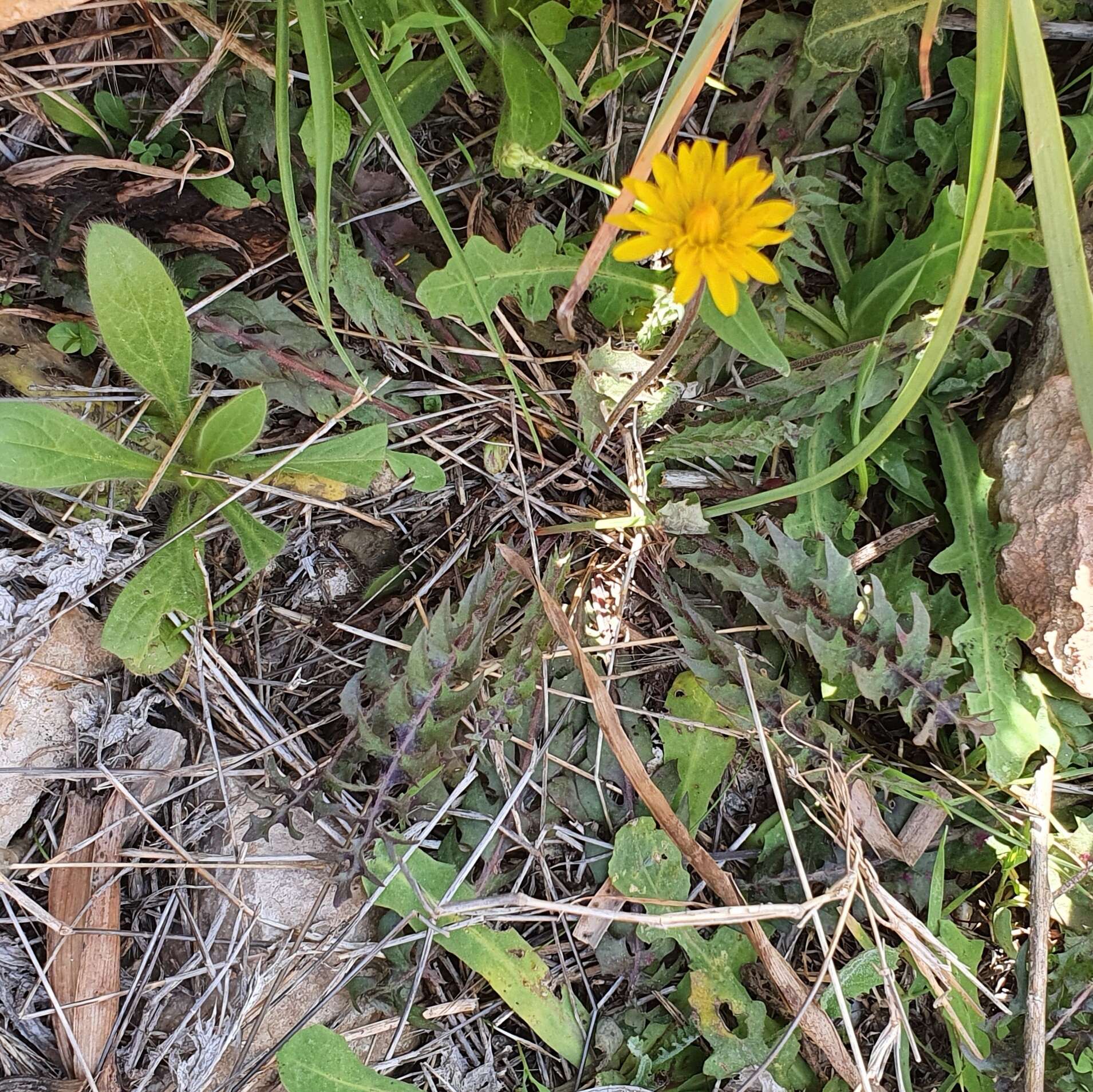 Image of Hyoseris radiata subsp. radiata