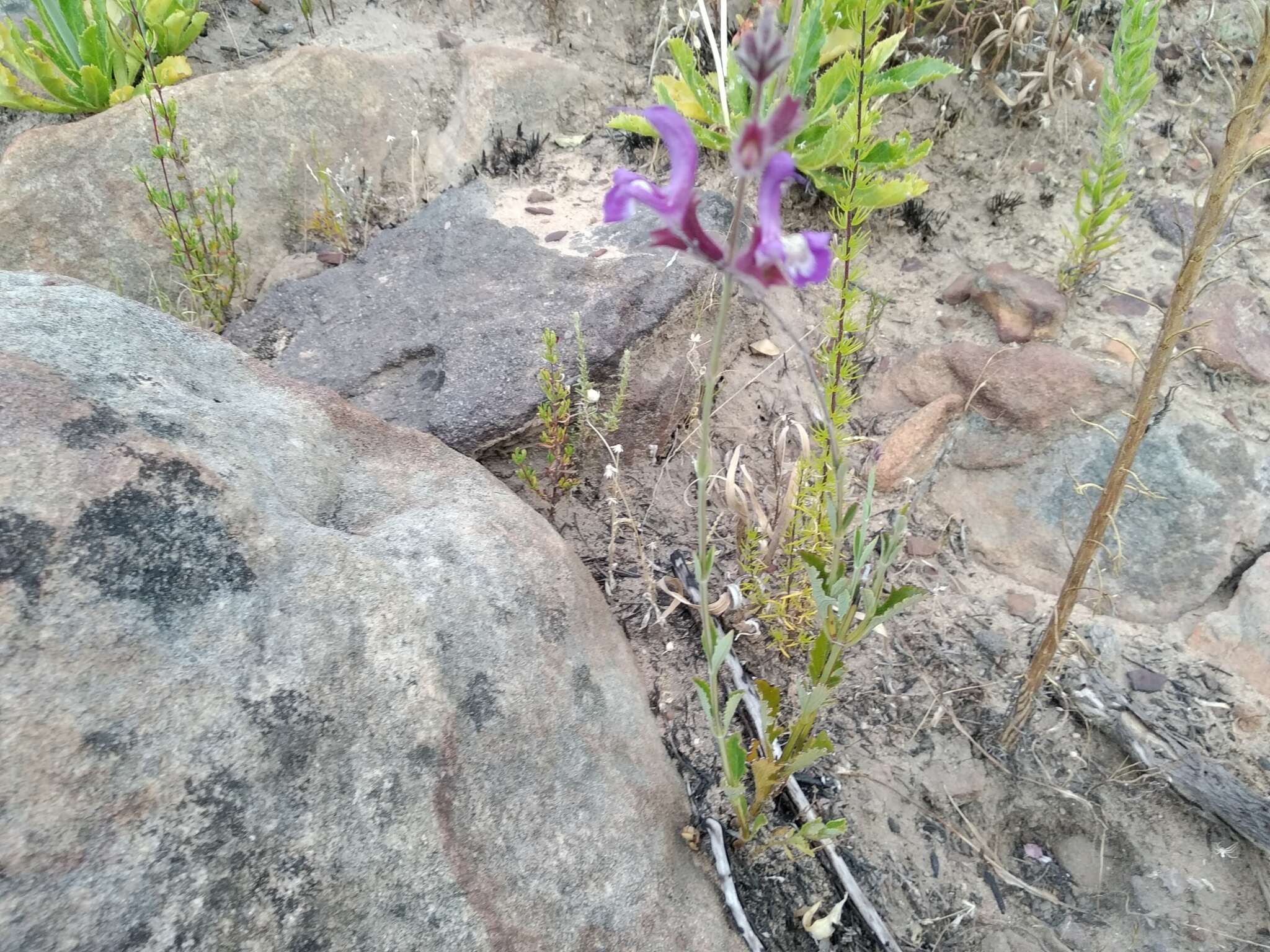 Salvia albicaulis Benth. resmi