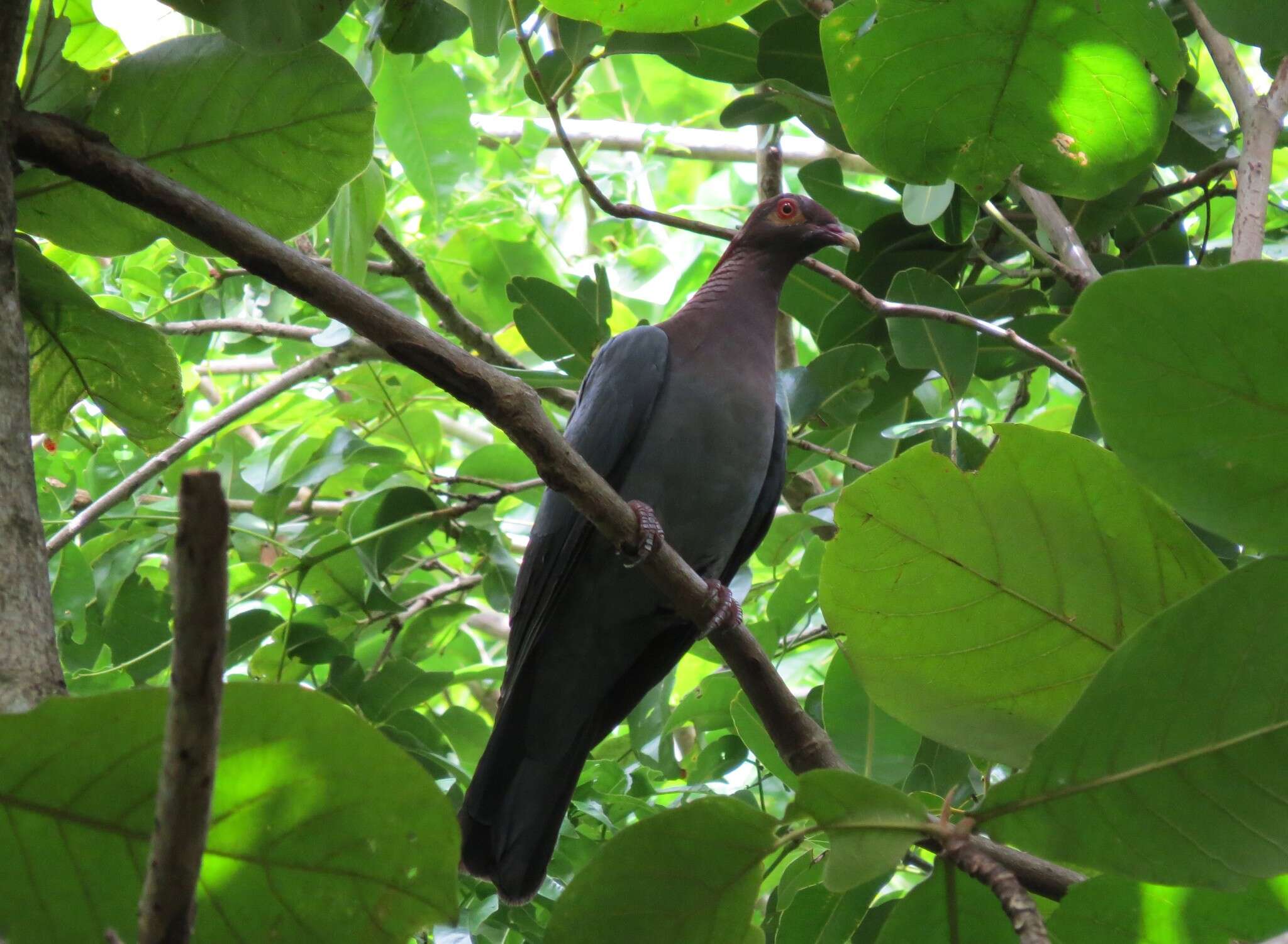 Image of Scaly-naped Pigeon