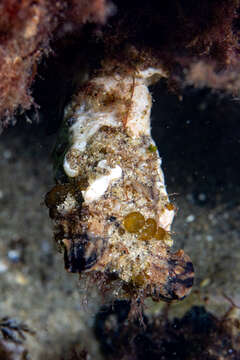 Image of Ascidian