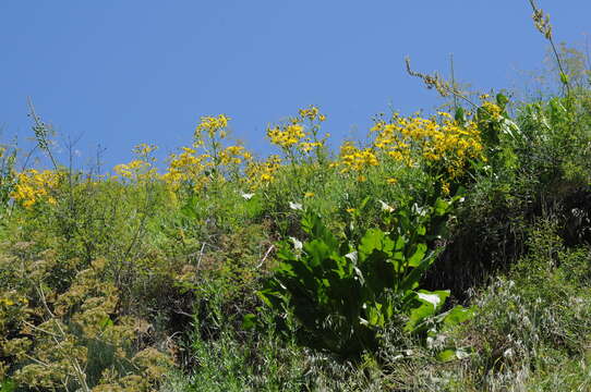 Image of Inula grandis Schrenk ex Fisch. & C. A. Mey.